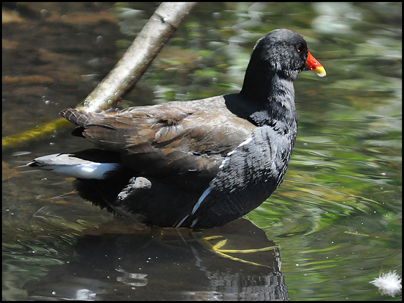 Das "Deutschlandhuhn" ging gestern baden . . .