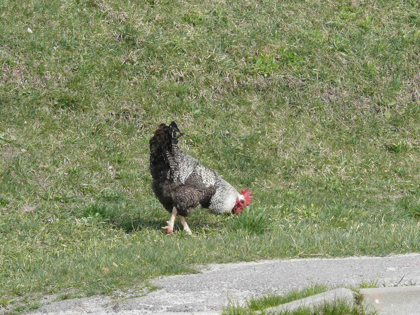 Das dicke fette Huhn von vor der Kirche