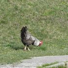 Das dicke fette Huhn von vor der Kirche