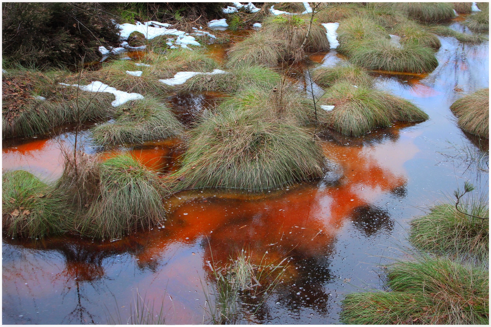 Das dicke Rot im Moor