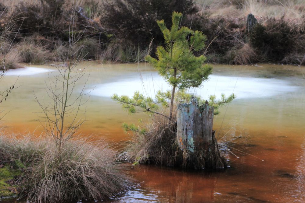 Das dicke Rot im Moor