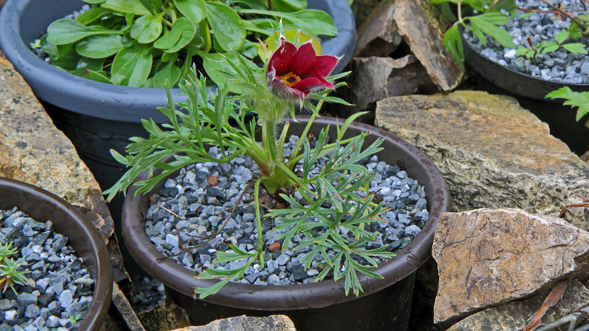 Das die Pulsatilla  Mitte September eine solche Blüte bringt...