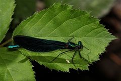 Das die Weibchen bei der Eiablage bewachende Männchen der Blauflügligen Prachtlibelle