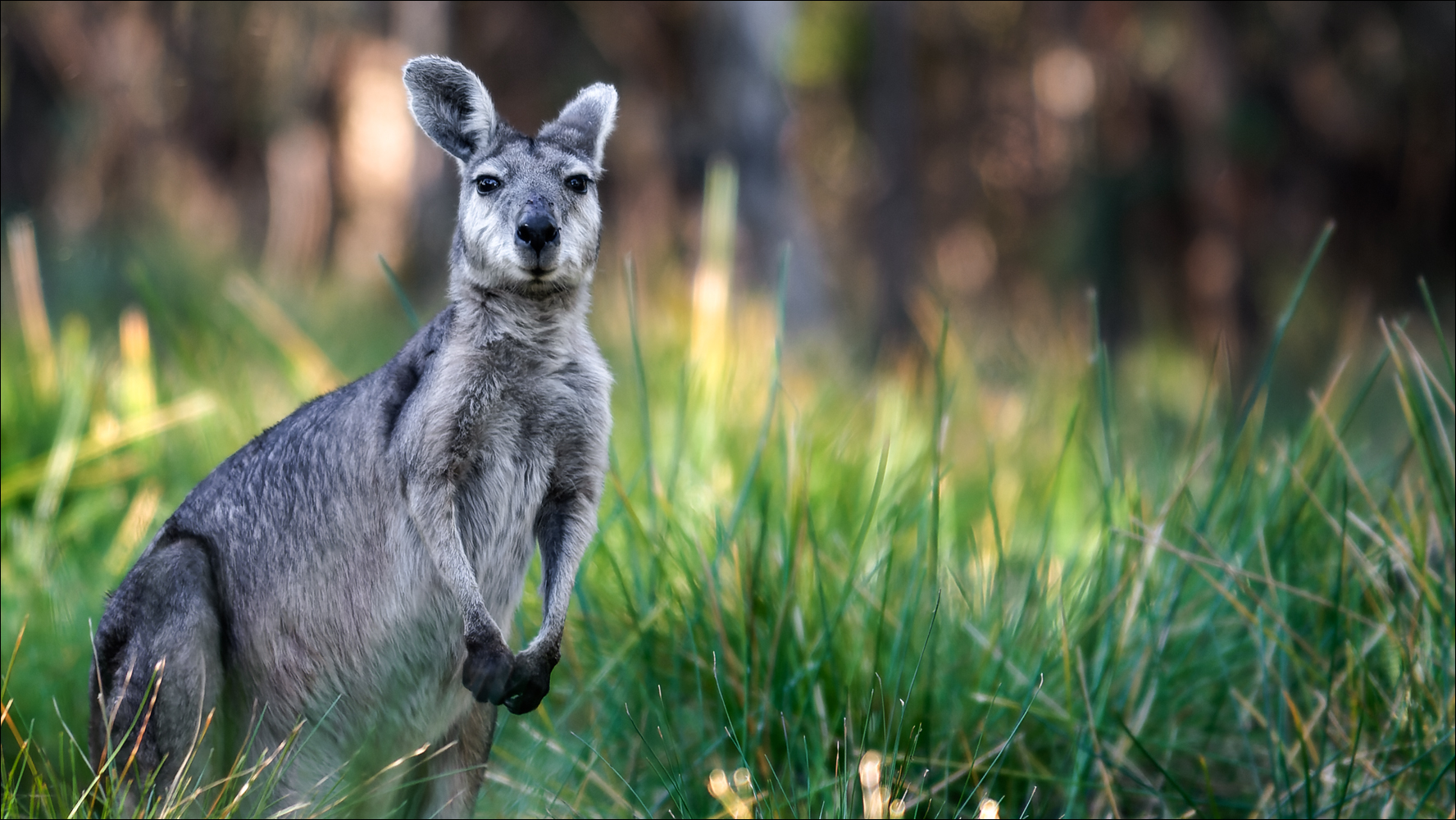 Das diebische Känguru