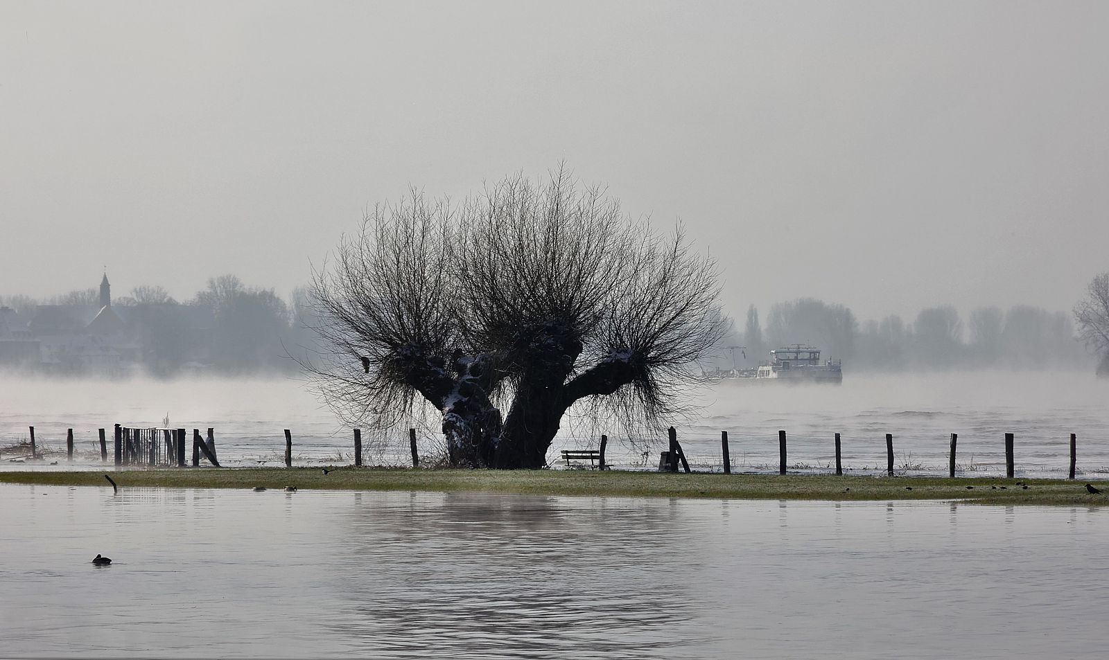 Das diesjährige Rheinhochwasser