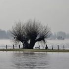 Das diesjährige Rheinhochwasser