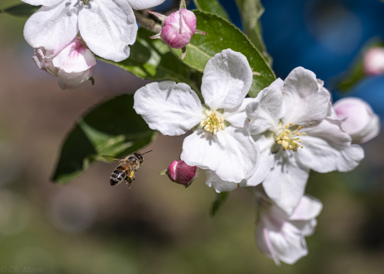 Das Ding mit den Bienen und Blüten