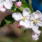 Das Ding mit den Bienen und Blüten