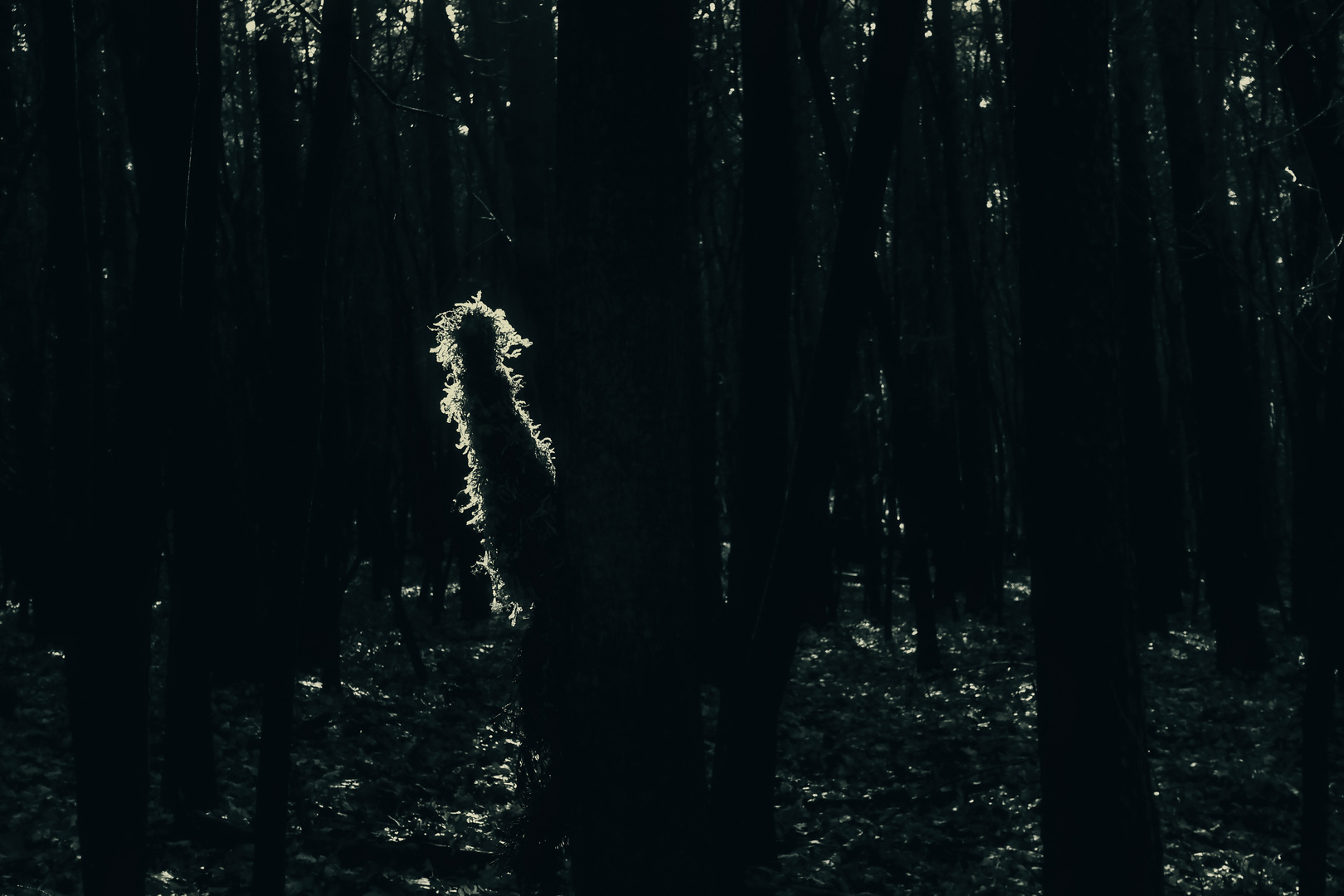 Das Dingsbums im Wald