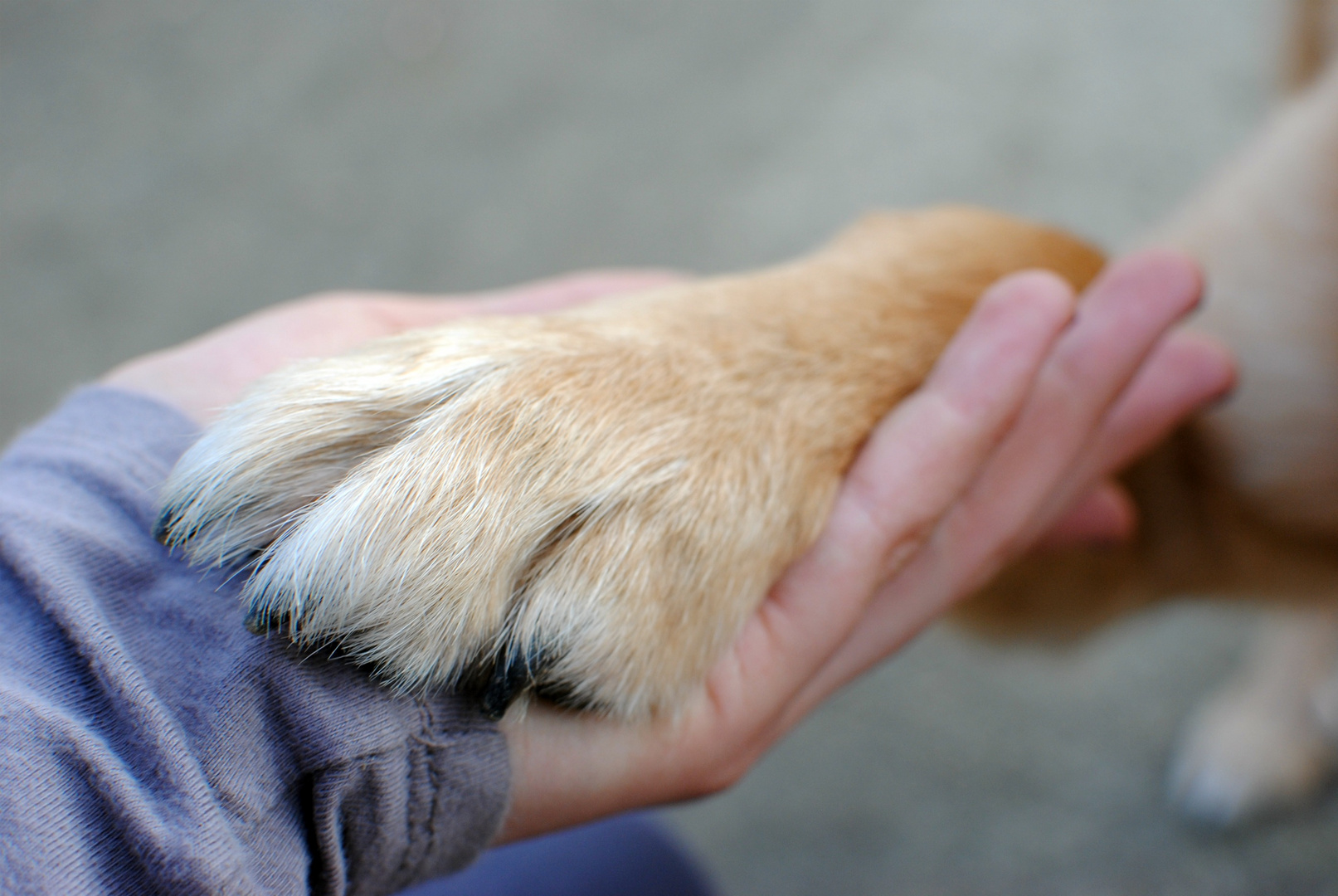 Das dir der Hund das Liebste sei..