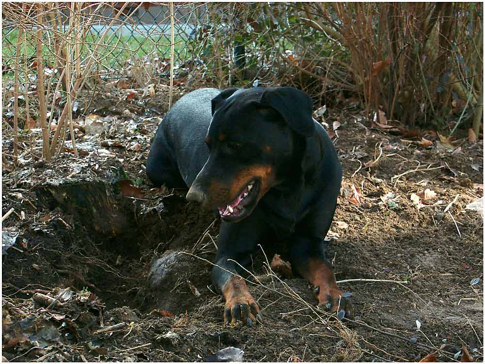 das doberschwein