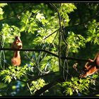 Das doppelte Hörnchen