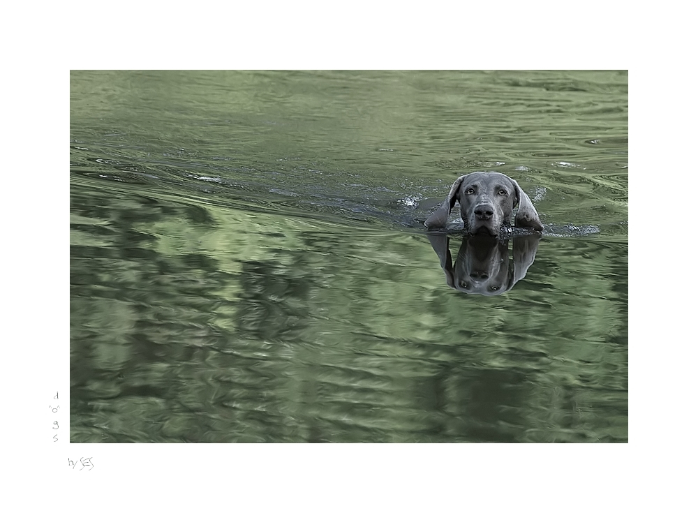 Das doppelte Hundchen