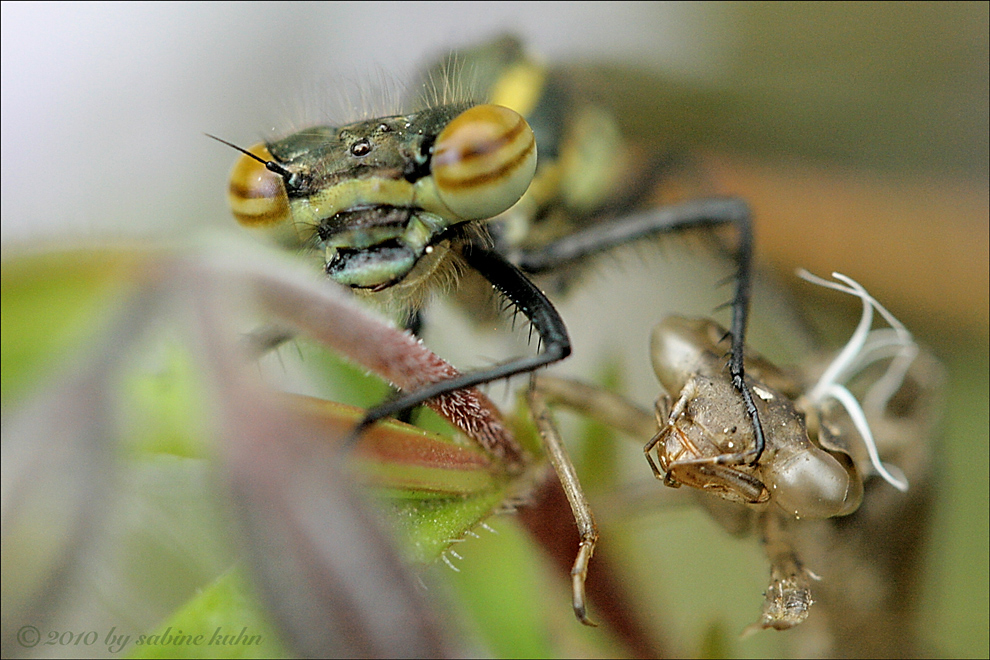 . . . das doppelte lottchen . . .