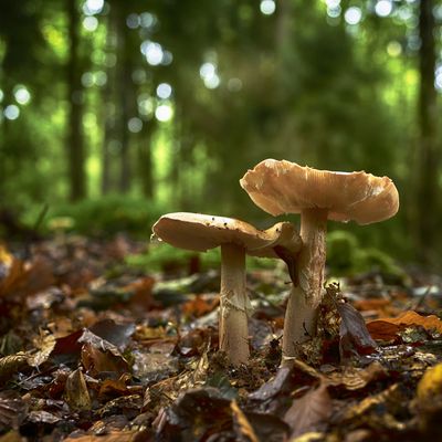 ...das doppelte Lottchen