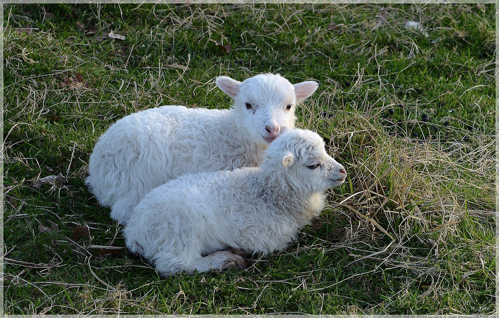 Das doppelte Lottchen