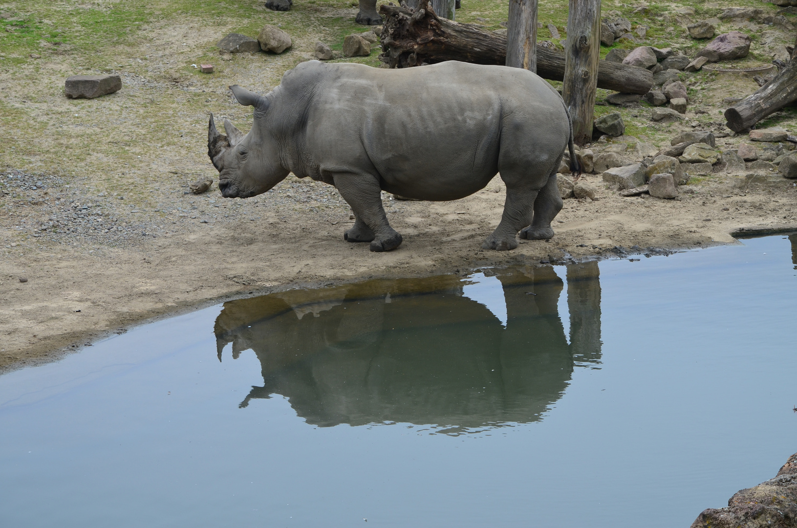 Das doppelte Nashorn