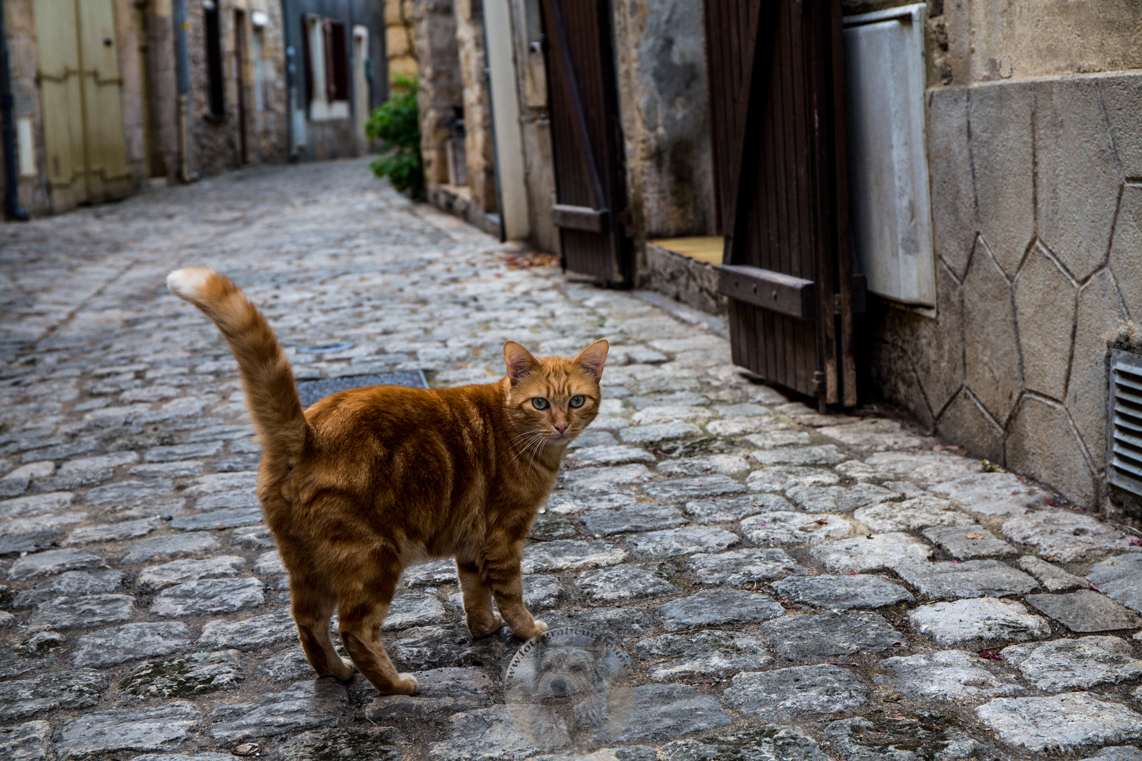 Das Dorf der Katzen - Perigord Montignac