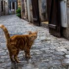 Das Dorf der Katzen - Perigord Montignac