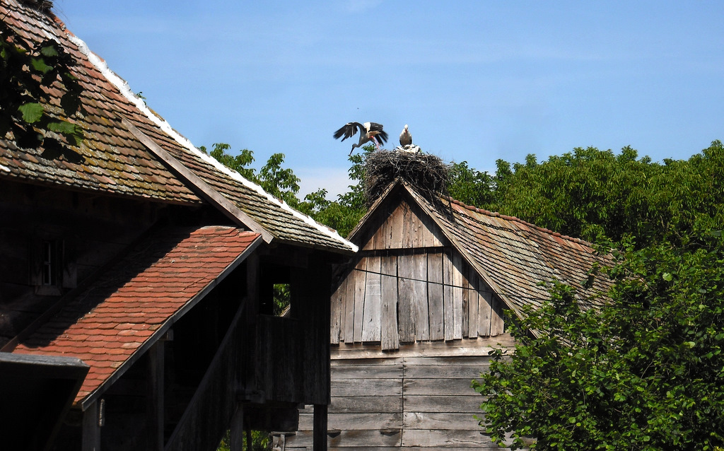 Das Dorf der Störche.