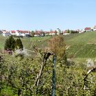 Das Dorf Rotenberg zwischen Württemberg und Götzenberg