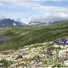 Das Dovrefjell in Norwegen