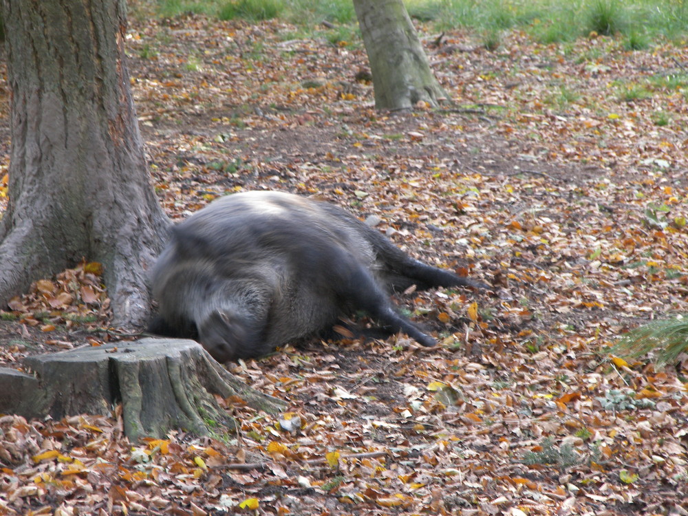 Das Drehschwein