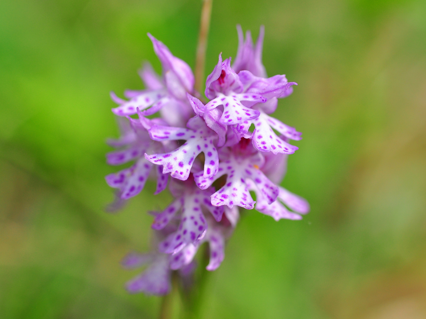 Das Dreizähnige Knabenkraut (Orchis tridentata)