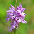 Das Dreizähnige Knabenkraut (Orchis tridentata)