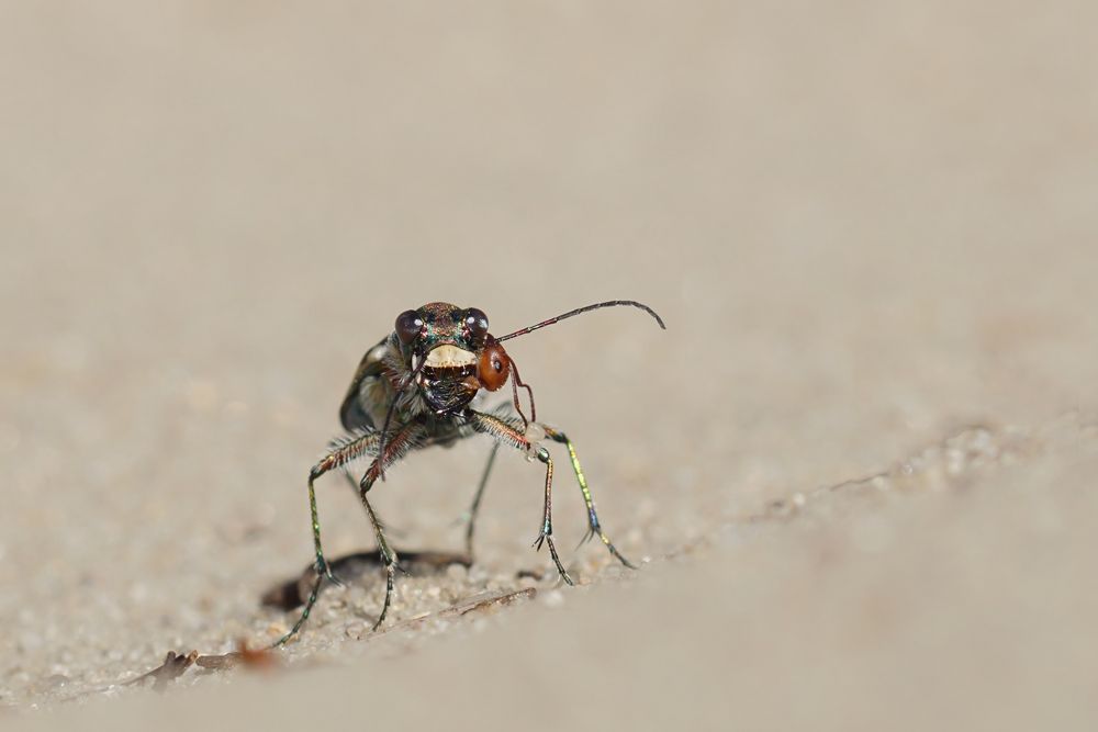 Das dritte Auge.... trägt man nebenbei... Dünen-Sandlaufkäfer mit Beute