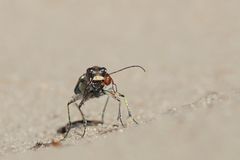 Das dritte Auge.... trägt man nebenbei... Dünen-Sandlaufkäfer mit Beute