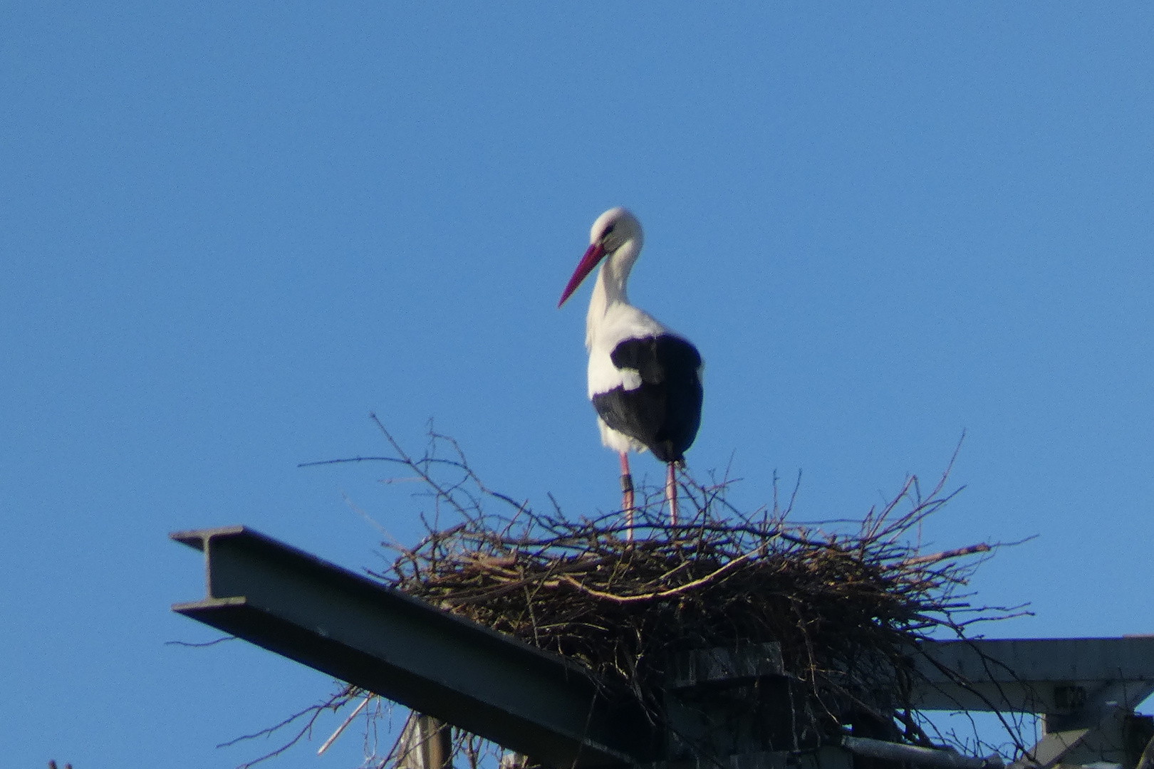 Das dritte Storchenpaar im Hammer Osten ist da.