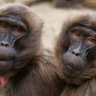 Das Dschelada Pärchen (Theropithecus gelada)