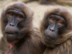 Das Dschelada Pärchen (Theropithecus gelada)