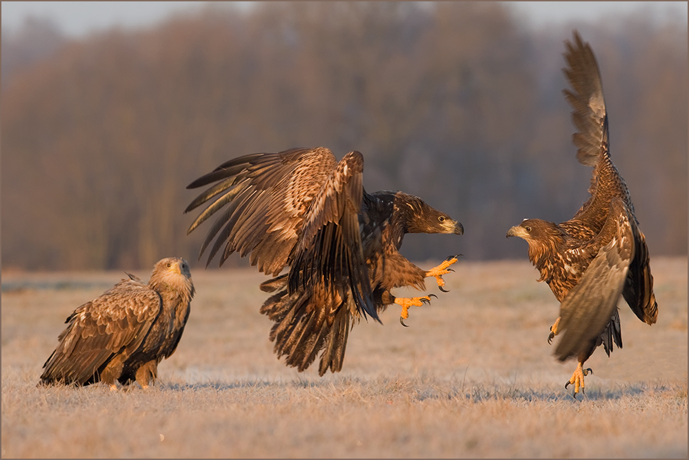 Das Duell geht weiter