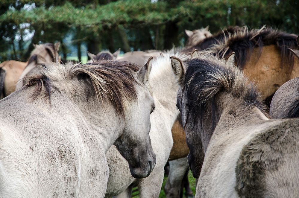 Das Dülmener Pferd