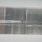 Das dünne Eis schwindet - Haubentaucher auf dem Aasee in Münster