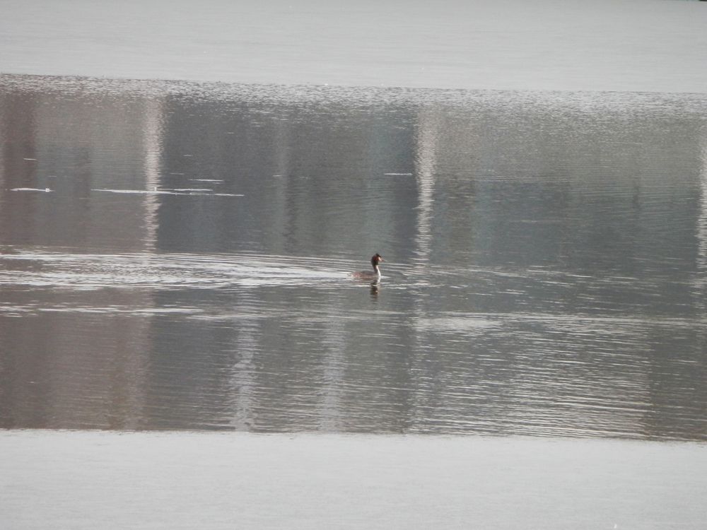 Das dünne Eis schwindet - Haubentaucher auf dem Aasee in Münster