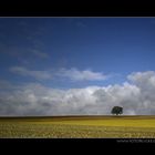 Das dürfte er doch nun sein, der Frühling ....