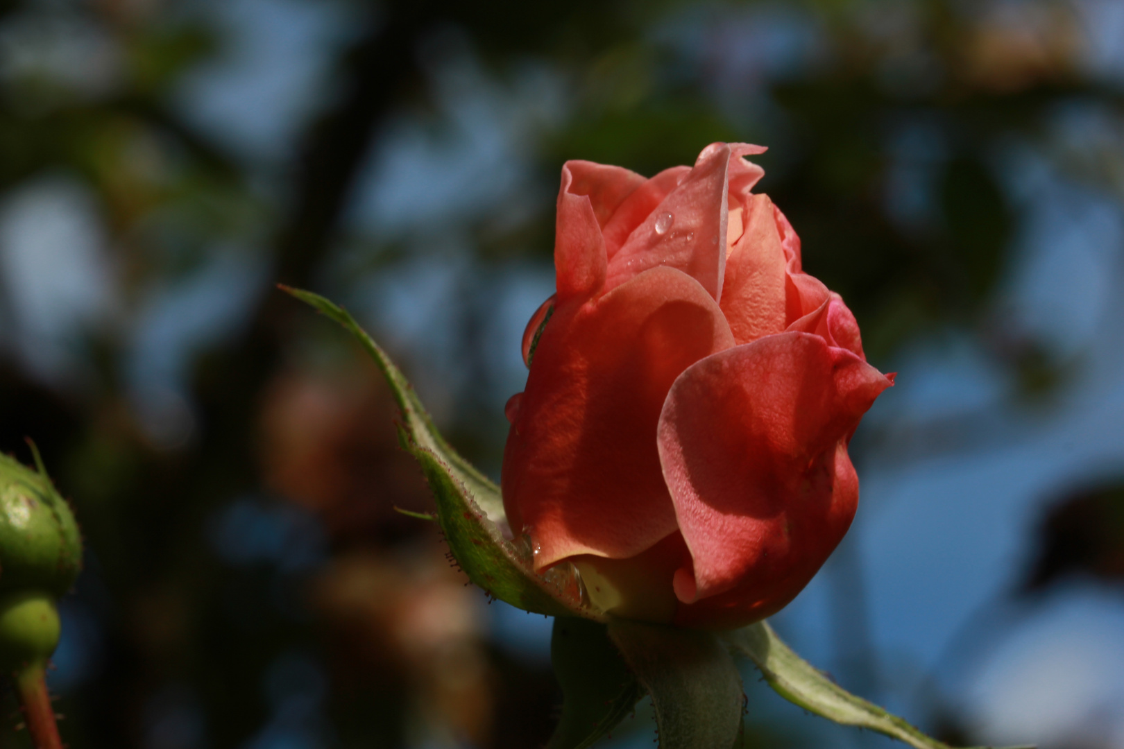 Das dürfte für heuer die letzte Blüte gewesen sein...