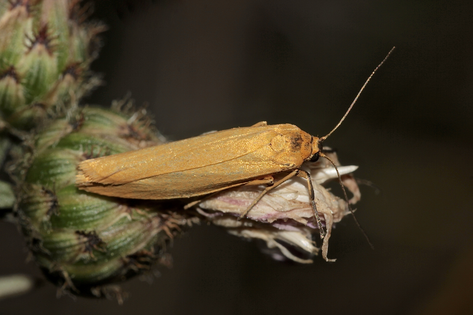 Das Dunkelstirnige Flechtenbärchen (Eilema luteola)