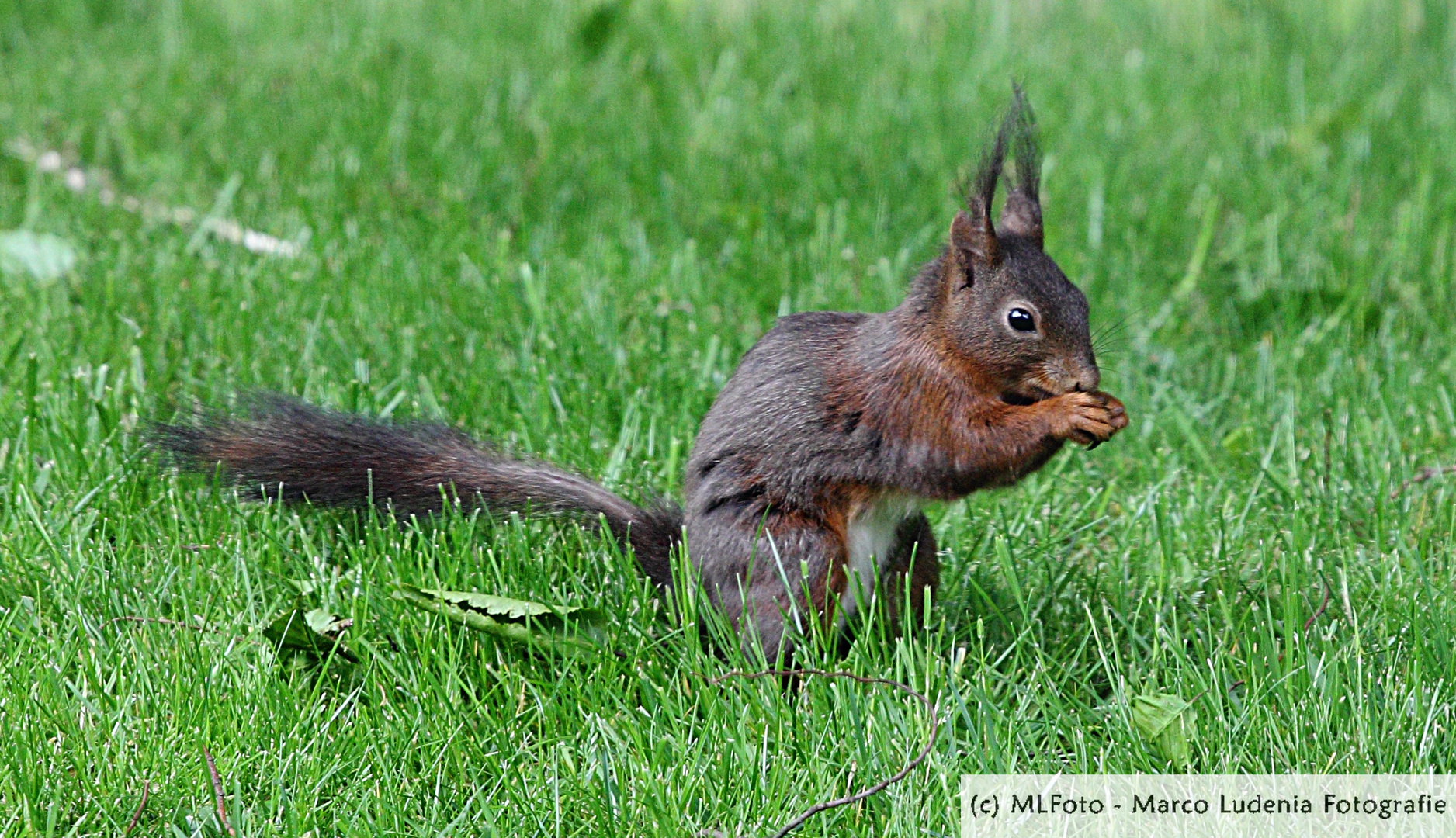 Das dunkle Hörnchen