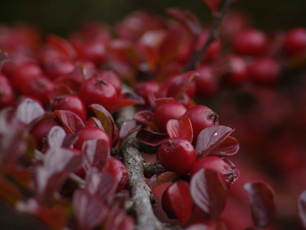 das dunkle Rot des Herbstes