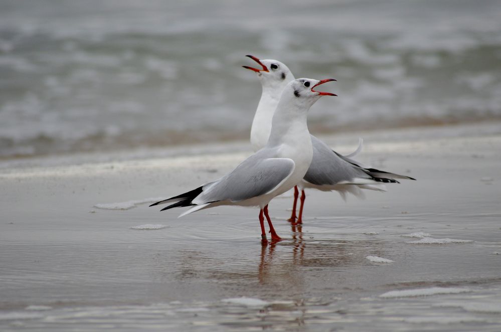 Das Duo Foto & Bild | tiere, tierfreundschaften, natur Bilder auf ...
