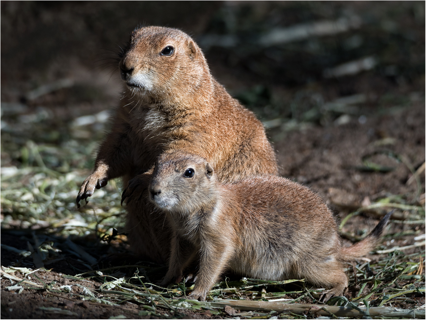 Das Duo..... Foto & Bild licht, natur, porträt Bilder auf