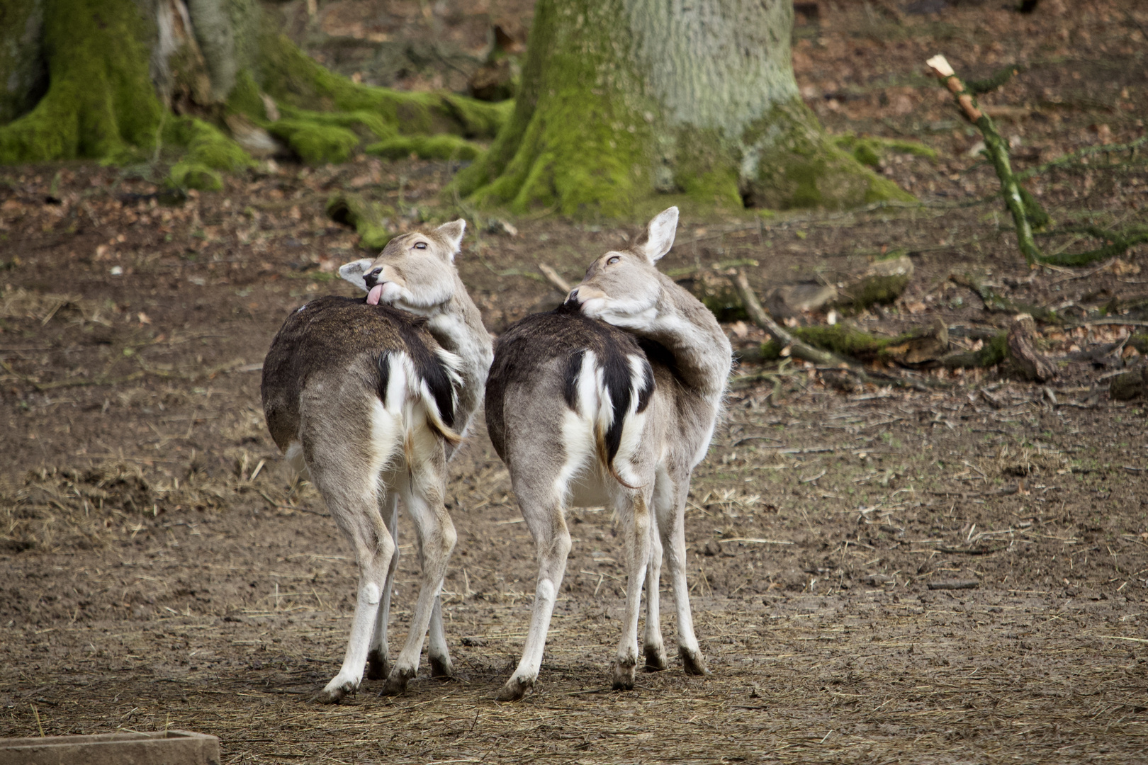 Das dynamische Duo