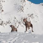 das dynamische Duo mischt den Schnee auf ;-)))