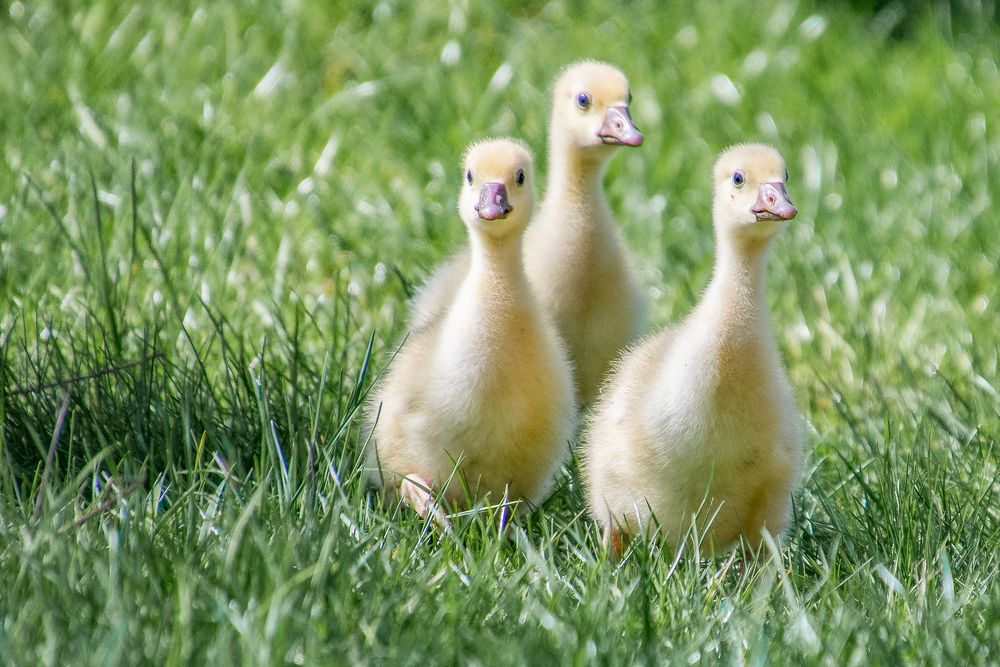 Das dynamische Trio ...