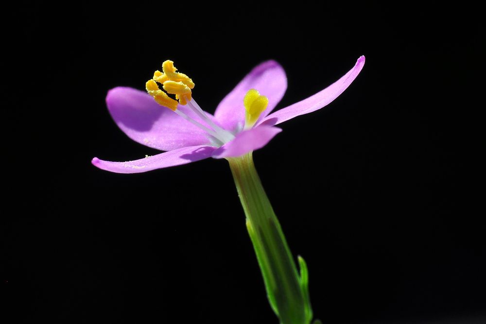 Das Echte Tausendgüldenkraut (Centaurium erythraea)