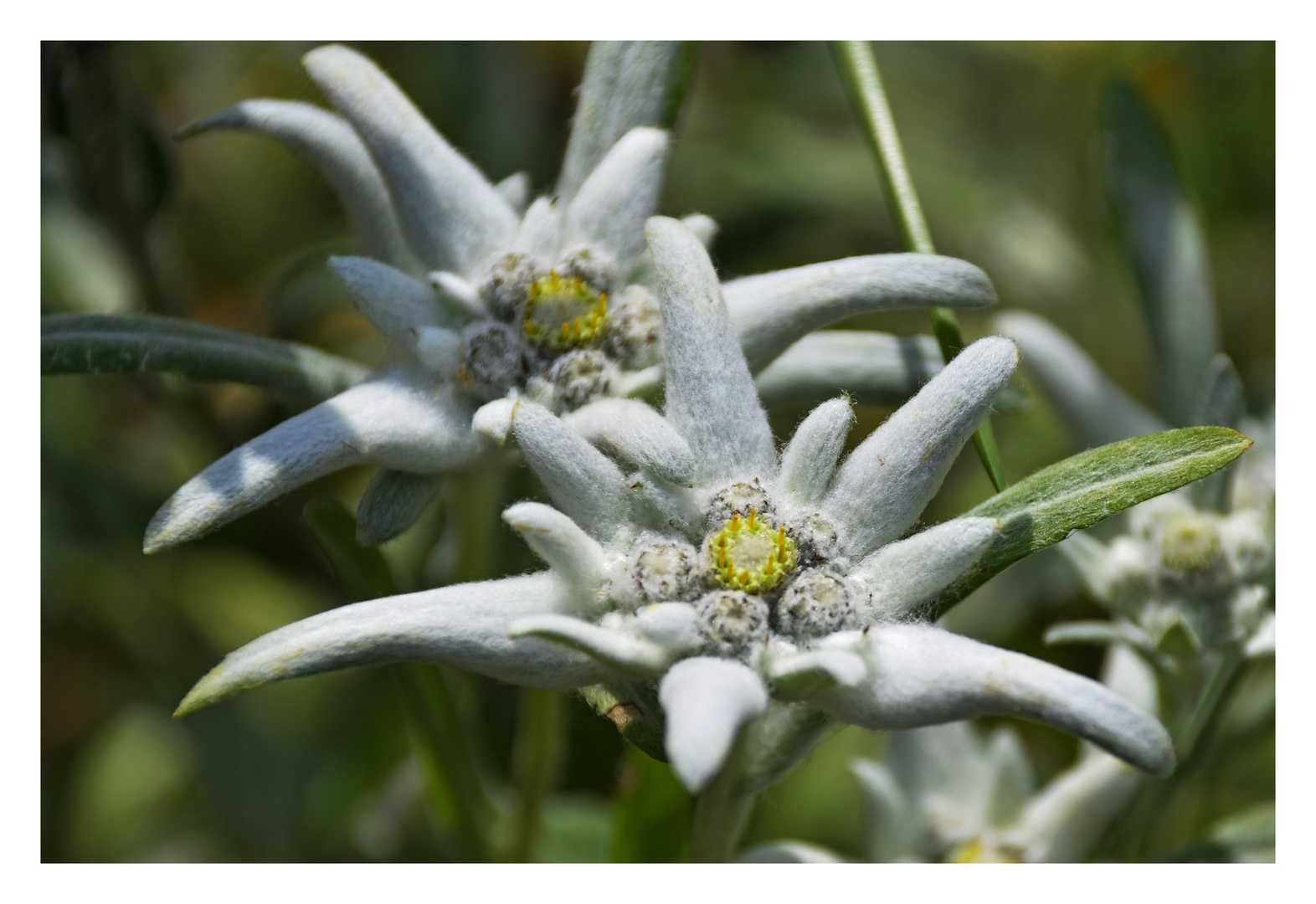 Das Edelweiss